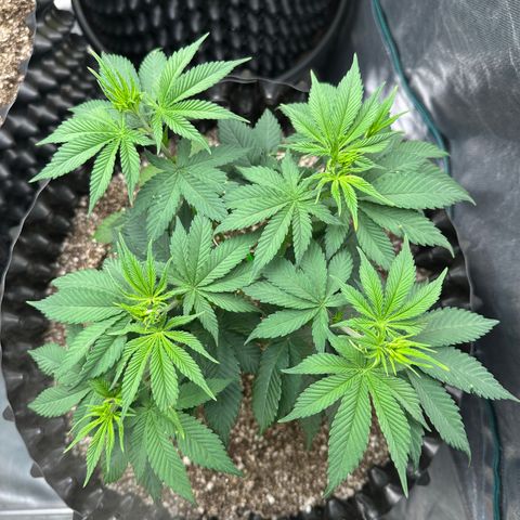 White Gorilla growlog timeline photo