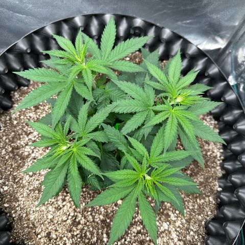 Gorilla Ghost growlog timeline photo