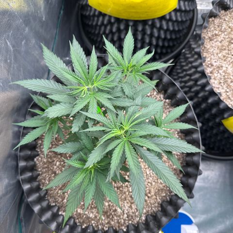Gorilla Rainbow growlog timeline photo
