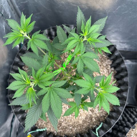 Gorilla Banana growlog timeline photo