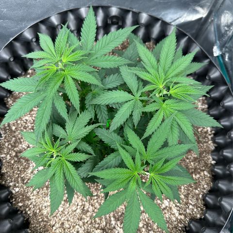 Gorilla Ghost growlog timeline photo