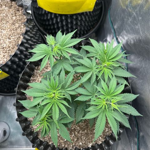 White Gorilla growlog timeline photo