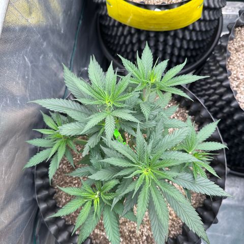 Gorilla Rainbow growlog timeline photo
