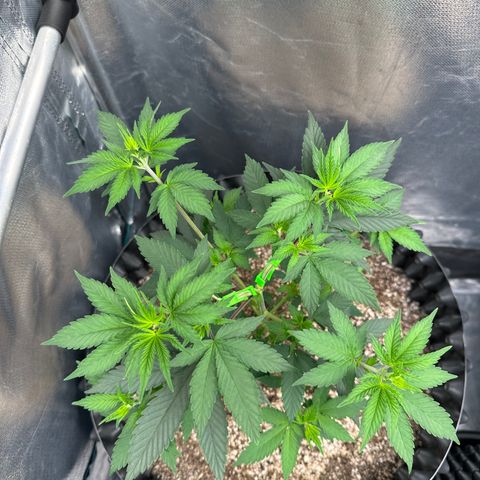 Gorilla Banana growlog timeline photo