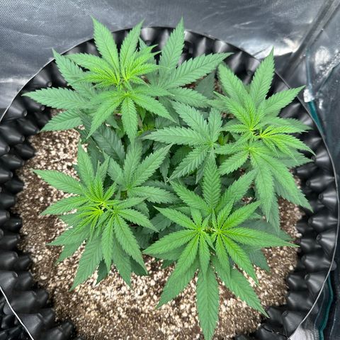 Gorilla Ghost growlog timeline photo