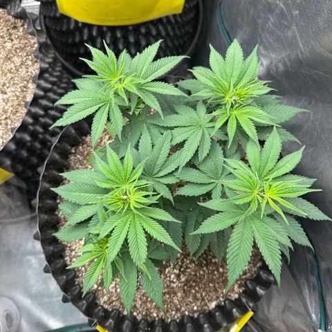 White Gorilla growlog timeline photo