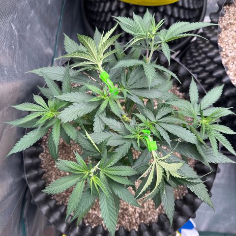 Gorilla Rainbow growlog timeline photo