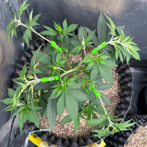 Gorilla Banana growlog timeline photo
