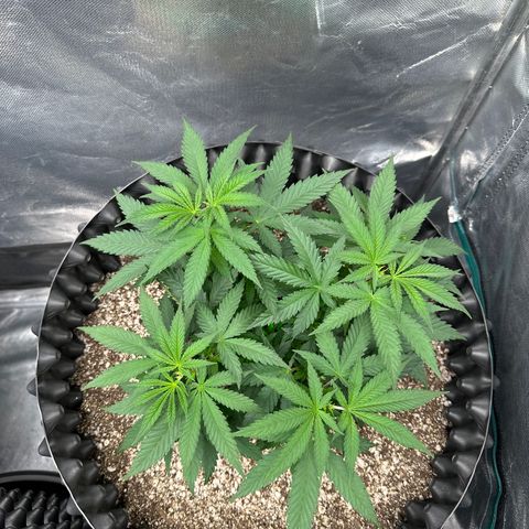 Gorilla Ghost growlog timeline photo