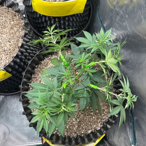 White Gorilla growlog timeline photo
