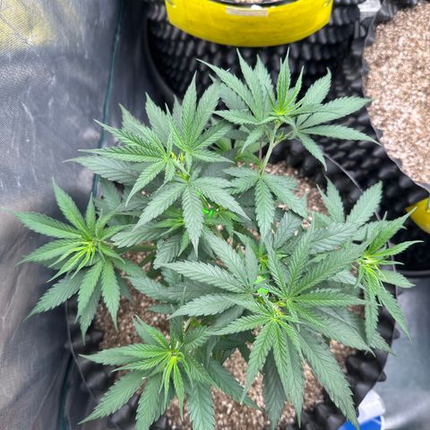 Gorilla Rainbow growlog timeline photo