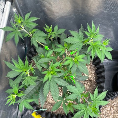 Gorilla Banana growlog timeline photo