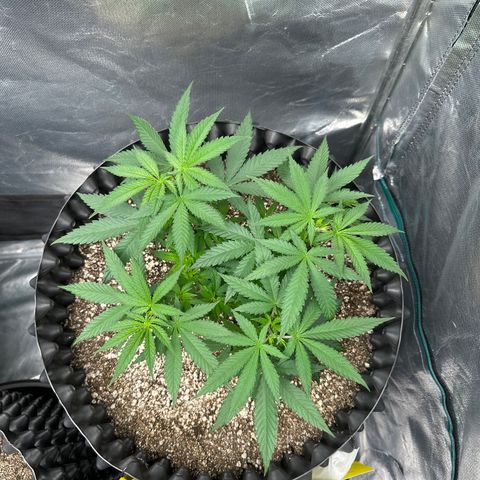 Gorilla Ghost growlog timeline photo