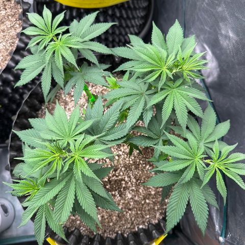 White Gorilla growlog timeline photo