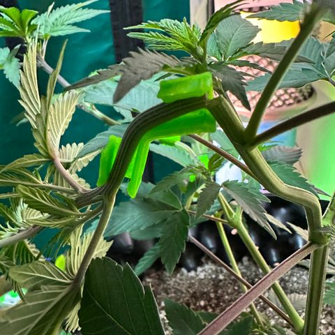 Gorilla Banana growlog timeline photo