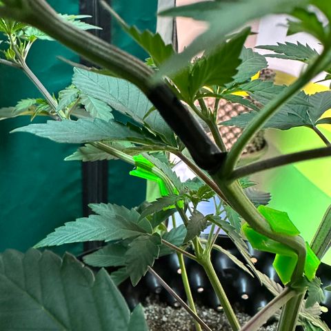 Gorilla Banana growlog timeline photo