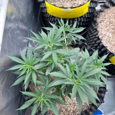 Gorilla Rainbow growlog timeline photo