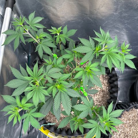 Gorilla Banana growlog timeline photo