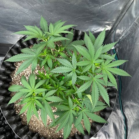 Gorilla Ghost growlog timeline photo