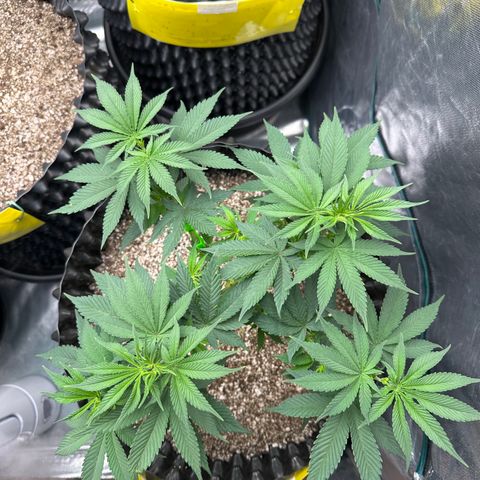 White Gorilla growlog timeline photo