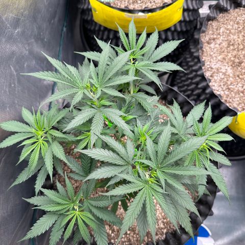 Gorilla Rainbow growlog timeline photo