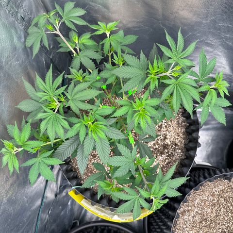 Gorilla Banana growlog timeline photo