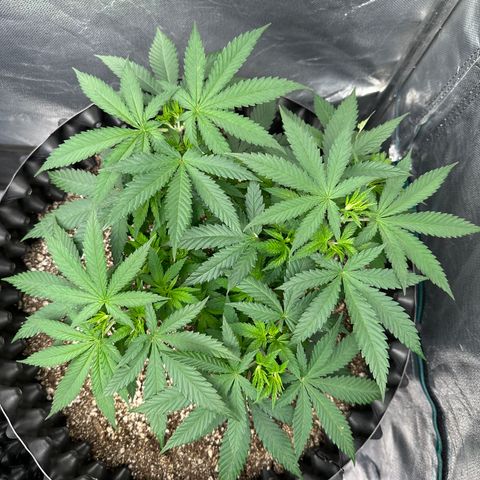 Gorilla Ghost growlog timeline photo