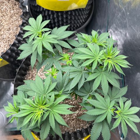 White Gorilla growlog timeline photo