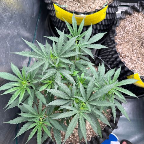 Gorilla Rainbow growlog timeline photo
