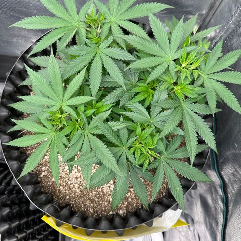 Gorilla Ghost growlog timeline photo