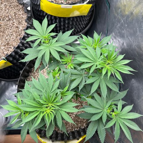 White Gorilla growlog timeline photo