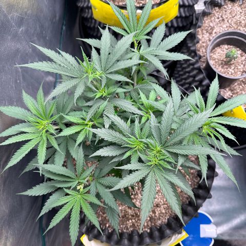 Gorilla Rainbow growlog timeline photo