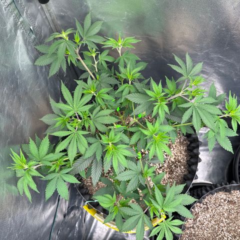 Gorilla Banana growlog timeline photo
