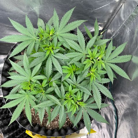 Gorilla Ghost growlog timeline photo