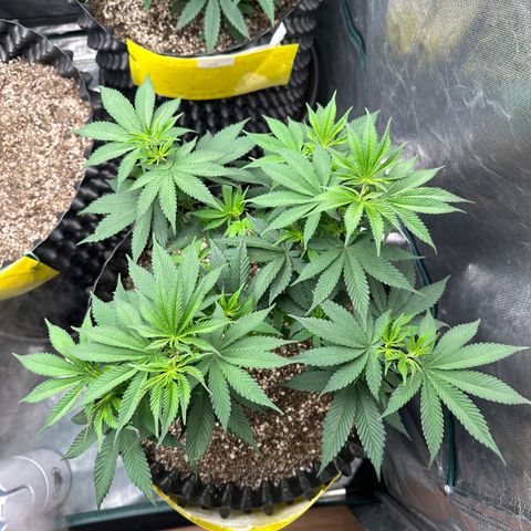 White Gorilla growlog timeline photo