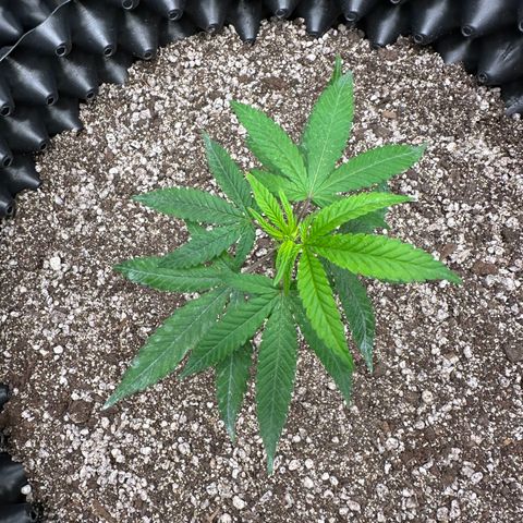 Blueberry Kush growlog timeline photo