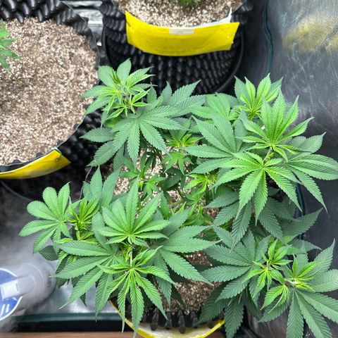 White Gorilla growlog timeline photo