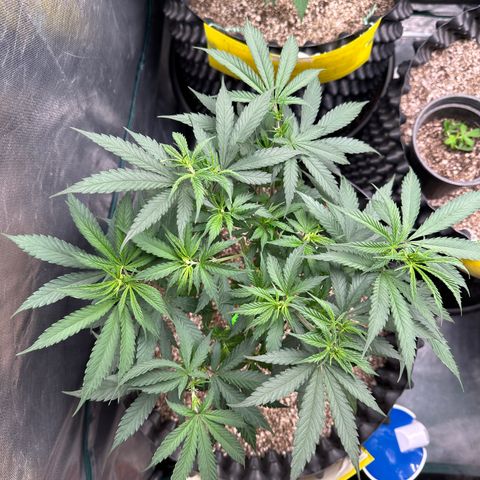 Gorilla Rainbow growlog timeline photo