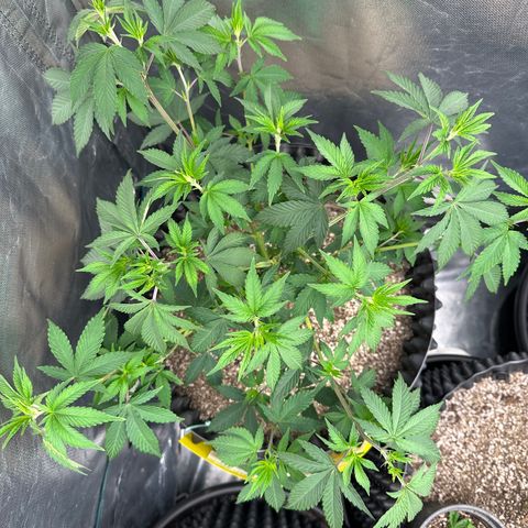 Gorilla Banana growlog timeline photo