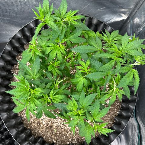 Gorilla Ghost growlog timeline photo