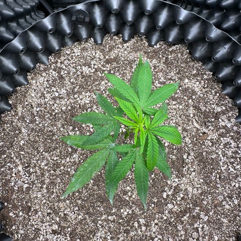 Blueberry Kush growlog timeline photo