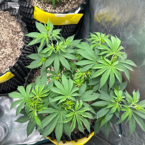 White Gorilla growlog timeline photo