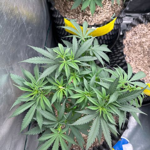 Gorilla Rainbow growlog timeline photo