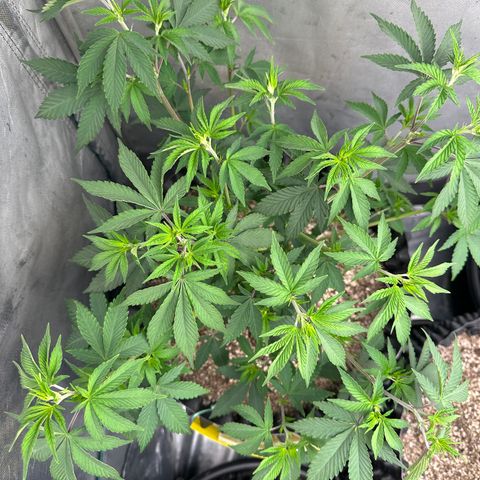 Gorilla Banana growlog timeline photo