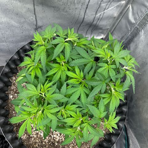 Gorilla Ghost growlog timeline photo