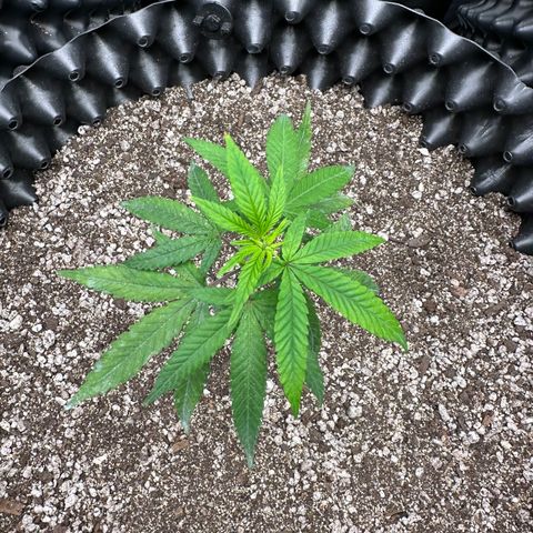 Blueberry Kush growlog timeline photo