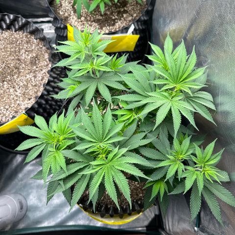 White Gorilla growlog timeline photo