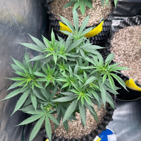 Gorilla Rainbow growlog timeline photo