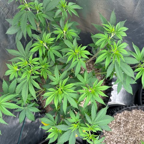 Gorilla Banana growlog timeline photo