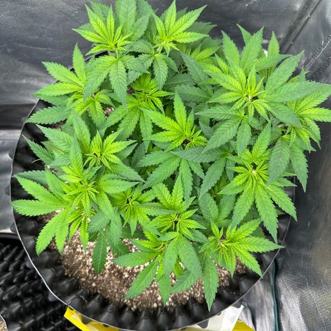Gorilla Ghost growlog timeline photo